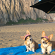 Illustration for article titled Facebook Invite to Chicago Corgi Meet Up Inundated By Thousands of Corgi-Loving Freaks